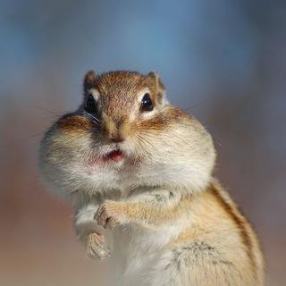 Аватар телеграм бота «Прищепочный бот / Шаблоны троллинга»